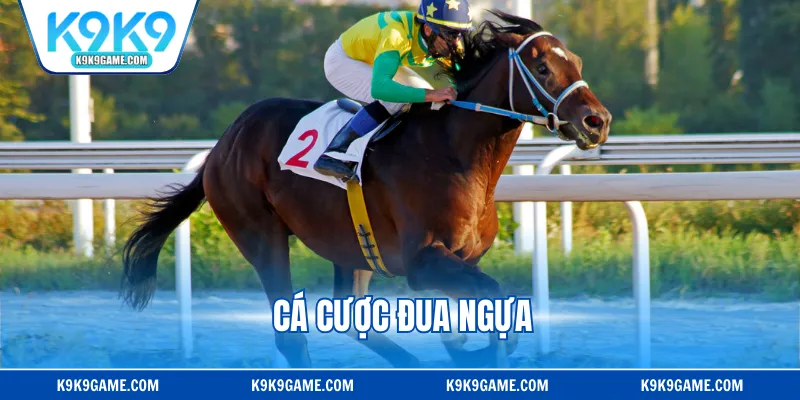 Cá Cược Đua Ngựa - Hướng Dẫn Cách Chơi Chuẩn Cho Newbie